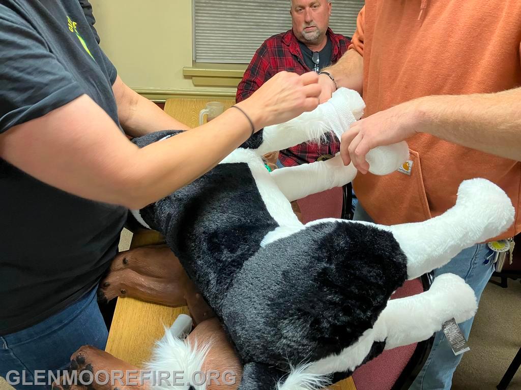 Splinting a broken limb (on a training dog)